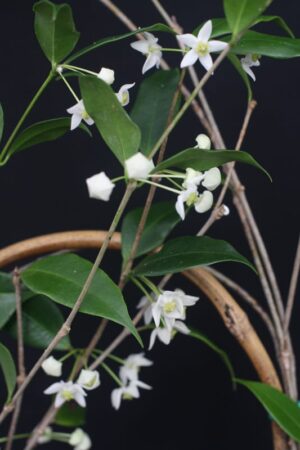 Hoya odorata (3" pot) (dollar add-on) (ONE add-on PER PERSON, extras WILL be removed from order) - Image 6