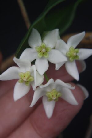 Hoya odorata (3" pot) (dollar add-on) (ONE add-on PER PERSON, extras WILL be removed from order) - Image 3