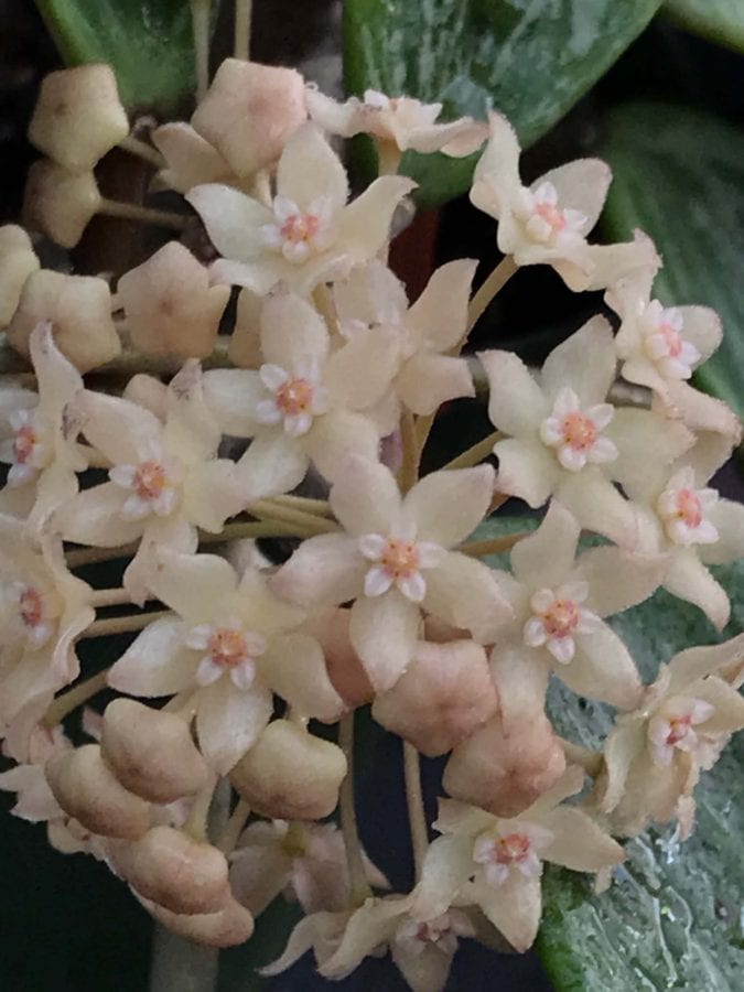 Hoya 'Rangsan' (3″ pot) – Gardino Nursery