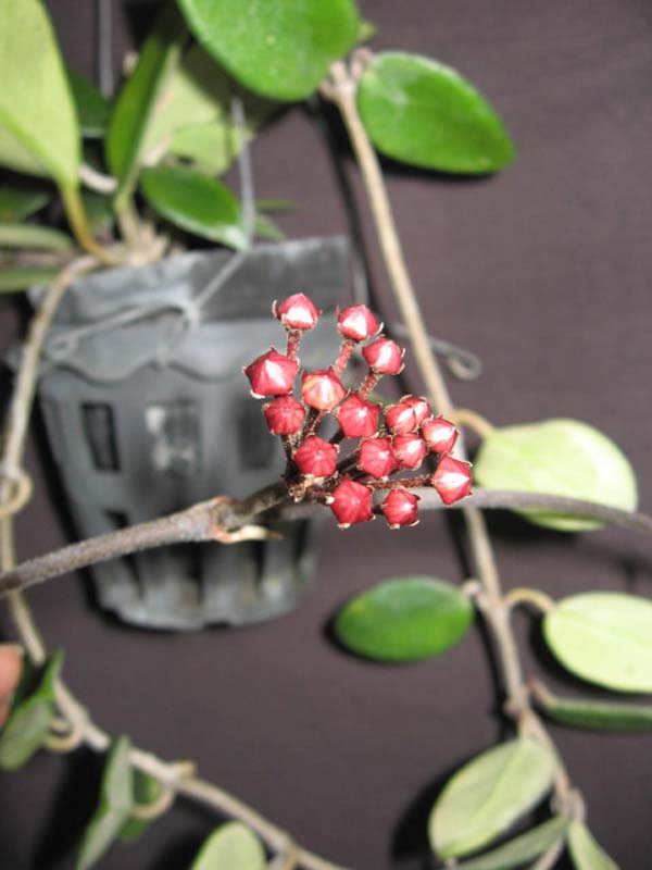 Hoya carnosa (clone with darker pink flowers) (2.5″ pot) – Gardino