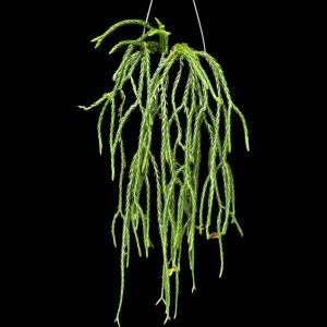 Huperzia carinata 'Soy Nara' 6" hanging basket