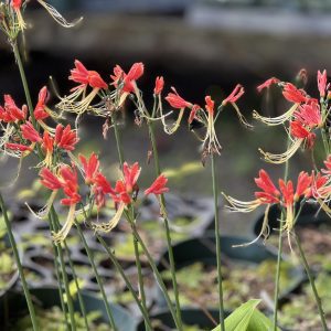 Eucrosia bicolor - Peruvian Lily (4" pot)