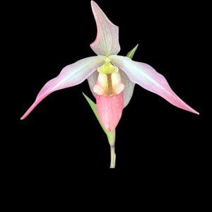 Phragmopedilum 'Seymour Tower x longifolium Pink)