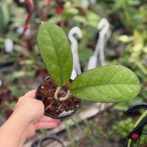 Hoya leoensis (Hoya 'Viola' x Hoya fuscomarginata) (4" pot)