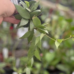 Hoya lacunosa (mint) (3" pot)