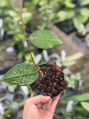 Hoya verticillata (Tanggamus) (4" pot) - Image 2