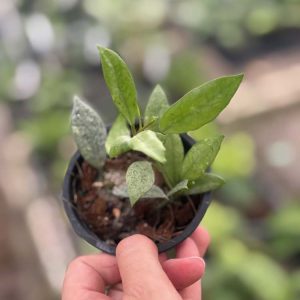 Hoya lacunosa 'Leopard Skin' (3" pot)
