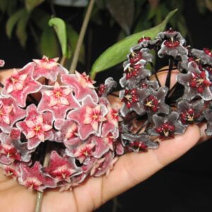 Hoya pubicalyx ‘Royal Hawaiian Purple’ (4" pot)