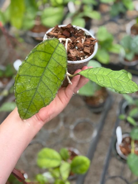 Hoya sp. from Nong Nooch IML 1541 (4″ pot) – Gardino Nursery