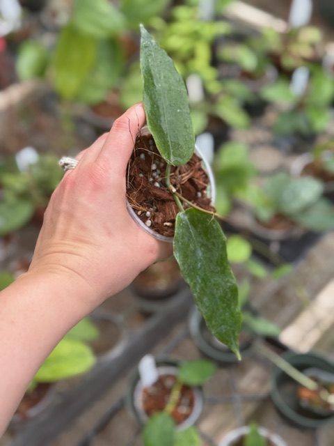 Hoya onychoides (3" pot) - Image 2