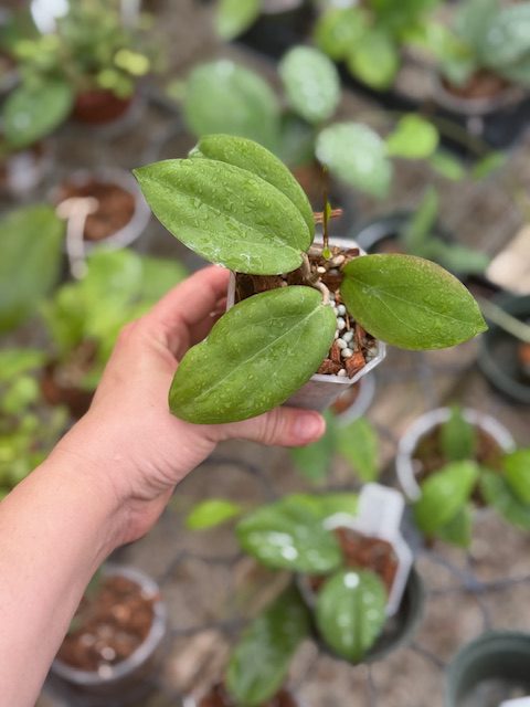 Hoya 'Swiffer's Dream' (2.5" pot) - Image 2