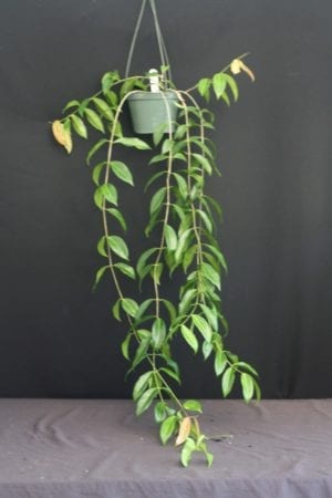 Hoya globulifera IML 1710 (former H. rubida) (4" pot) - Image 9