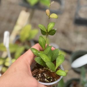 Hoya walliniana (variegated) (2 pot)  Gardino Nursery