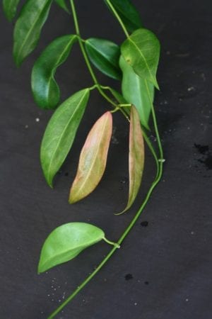 Hoya globulifera IML 1710 (former H. rubida) (4" pot) - Image 10