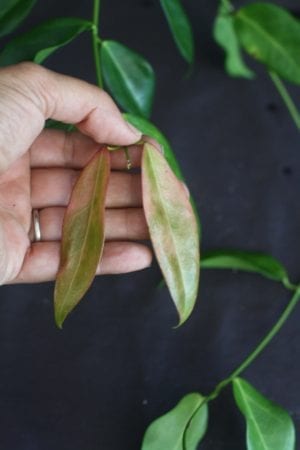 Hoya globulifera IML 1710 (former H. rubida) (4" pot) - Image 11