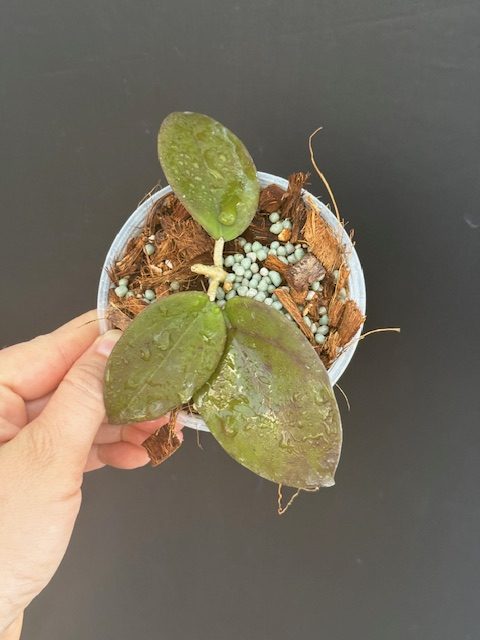 Hoya 'Penny's Treat' (MB 1405B) (4" pot) - Image 2