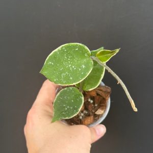 Hoya carnosa 'Krimson Queen' (splash) (3" pot)