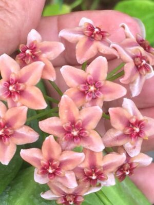 Hoya globulifera IML 1710 (former H. rubida) (4" pot) - Image 5