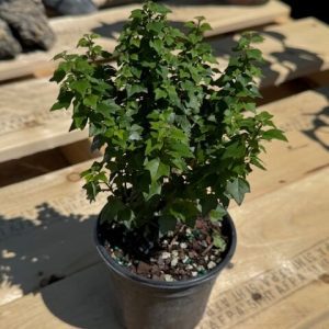 Gmelina sp. Micro Leaves- Please, email us for availability