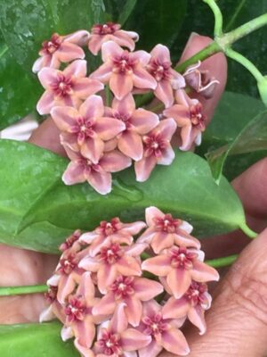Hoya globulifera IML 1710 (former H. rubida) (4" pot) - Image 4