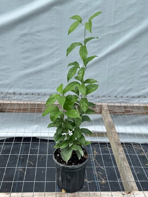 Cydista aequinoctialis - Garlic Vine (6" pot) - Image 3
