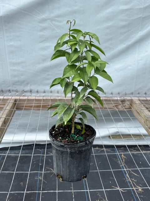 Cydista aequinoctialis - Garlic Vine (6" pot) - Image 2