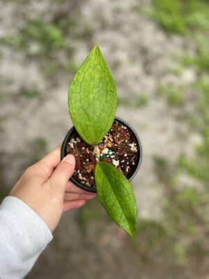 Hoya 'Jennifer' (4" pot) - Image 4