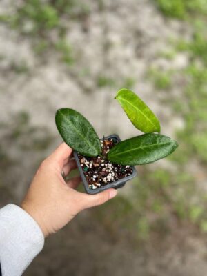 Hoya megalaster x self (2.5″ pot) - Image 2