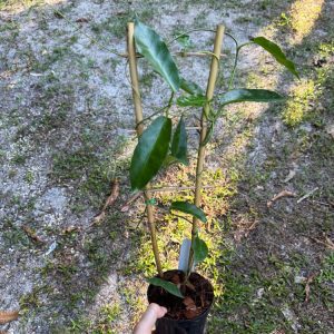 Hoya liddleana (PNG sv 441) (4" pot)
