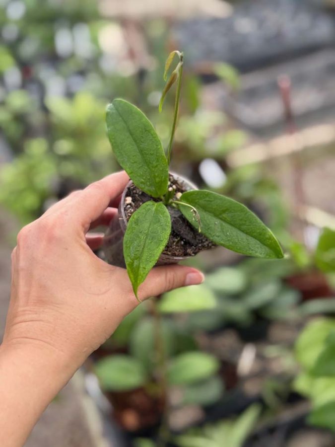 Hoya buotii (pink flowers) (3" pot) - Image 3