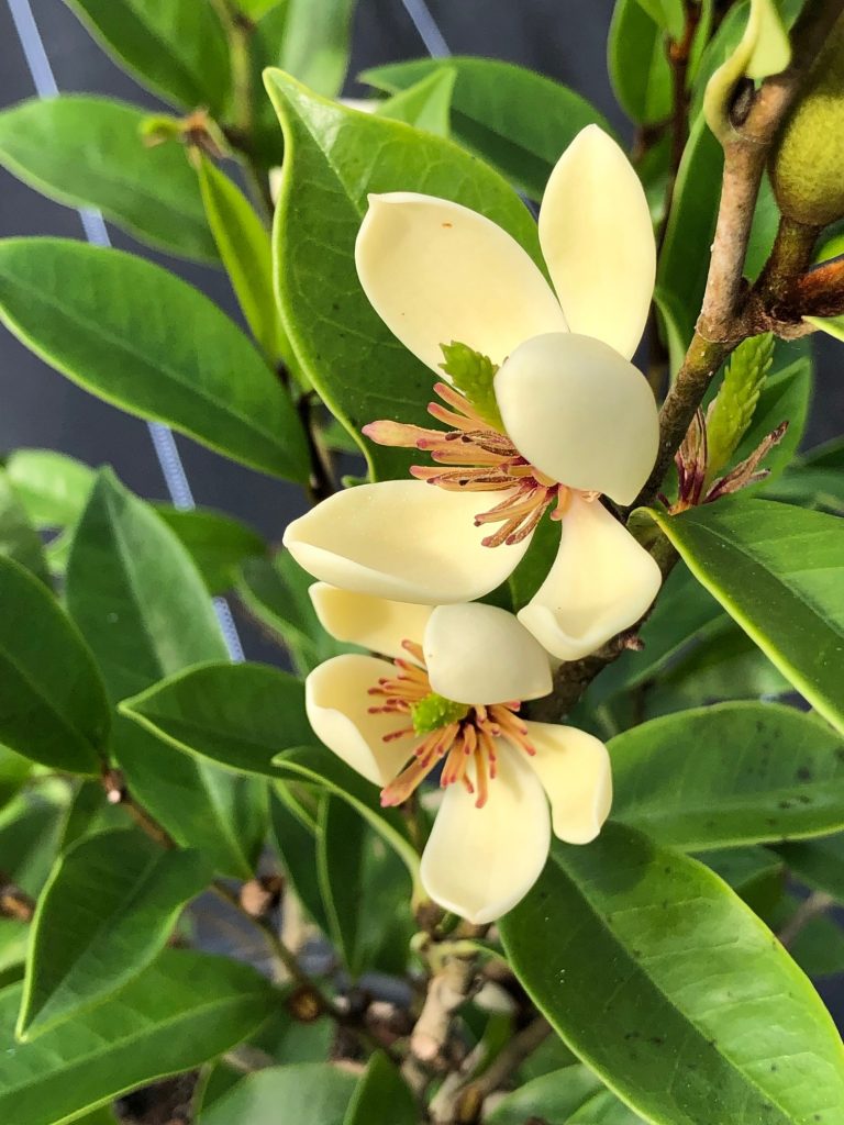 Magnolia figo / Michelia figo – Banana shrub (4″ pot) – Gardino Nursery