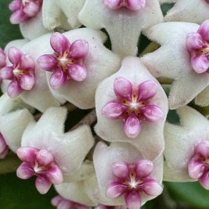 Hoya 'Wonder' (JAD020) (3.5" pot)