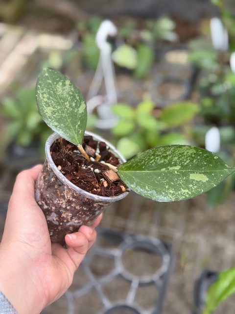 Hoya patcharawalai 023 (aka icensis) (SPLASH) (3.5″ pot) – Gardino