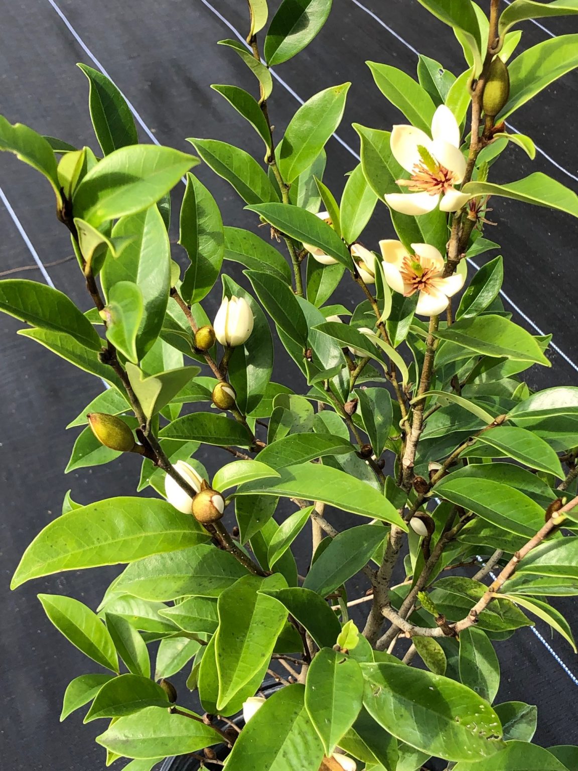 Magnolia figo / Michelia figo – Banana shrub (4″ pot) – Gardino Nursery