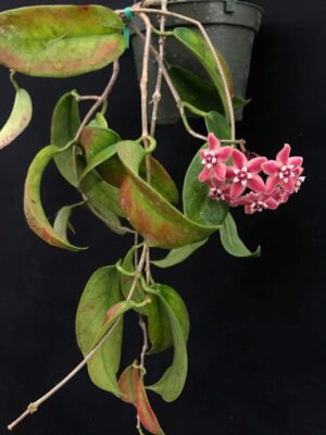 Hoya subcalva IML 0484 (4" pot) - Image 6