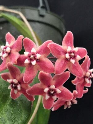 Hoya subcalva IML 0484 (4" pot) - Image 5