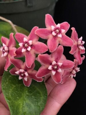 Hoya subcalva IML 0484 (4" pot) - Image 4