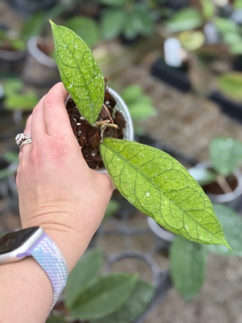 Hoya 'Alyona' (3.5" pot) - Image 2