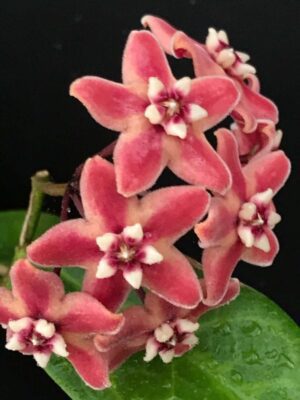 Hoya subcalva IML 0484 (4" pot) - Image 3