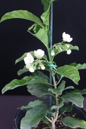 Vallaris solanacea - Bread Flower (4" pot) may ship pruned back - Image 6