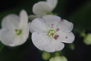 Vallaris solanacea - Bread Flower (4" pot) may ship pruned back - Image 5