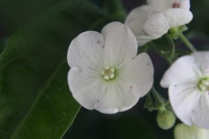 Vallaris solanacea - Bread Flower (4" pot) may ship pruned back - Image 4