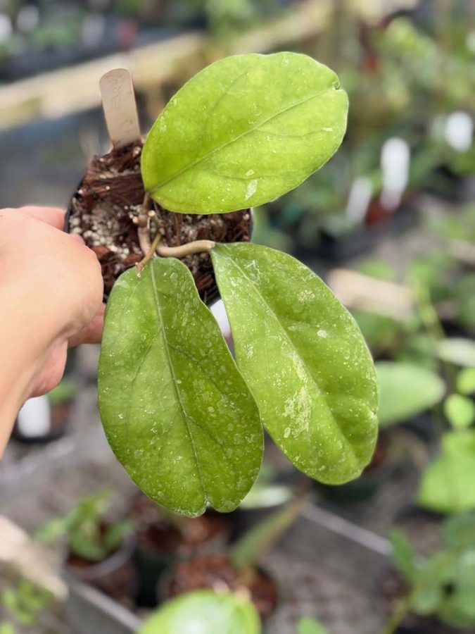 Hoya AH-098 (4″ pot) – Gardino Nursery