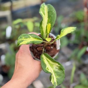 Hoya diversifolia 'Maharani' (3" pot)