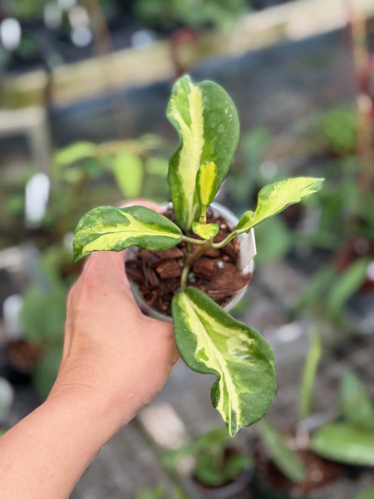 1018 ＊ ホヤ ＊Hoya ＊ diversifolia′Maharani′ Hoya diversifolia Maharani variegated - TEG | Bold Tropical