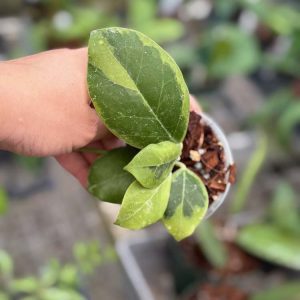 Hoya obscura (variegated) (3" pot)
