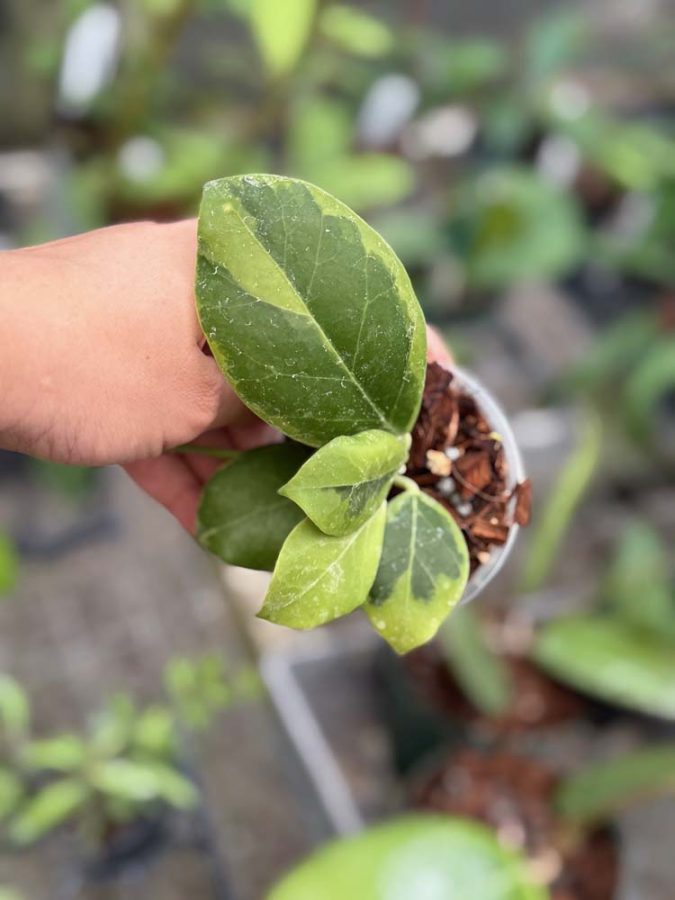 Hoya obscura (variegated) (3 pot)  Gardino Nursery
