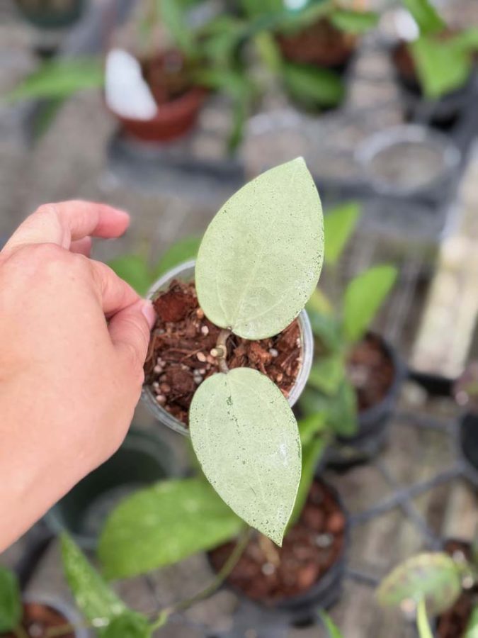 ホヤ Hoya Veillata Silver Heart サクララン ホヤ Hoya Veillata