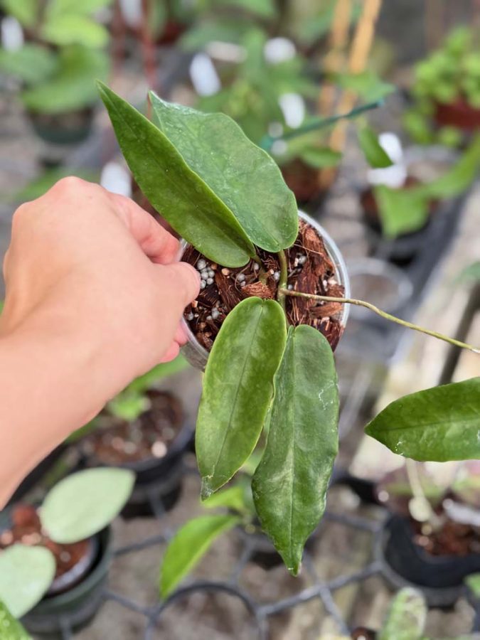 Hoya onychoides (3" pot) - Image 3