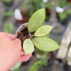 Hoya erythrostemma (silver leaf) (3" pot)